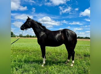 Zangersheide, Wałach, 3 lat, 167 cm, Skarogniada