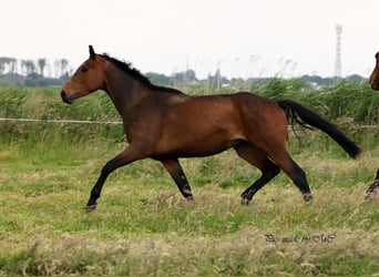 Zangersheide, Wałach, 4 lat, 166 cm, Gniada