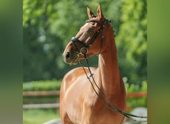 Zangersheide, Wałach, 4 lat, 170 cm, Gniada