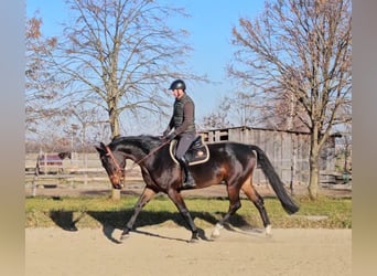 Zangersheide, Wałach, 5 lat, 175 cm, Ciemnogniada