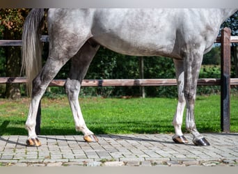 Zangersheide, Wałach, 6 lat, 172 cm, Siwa