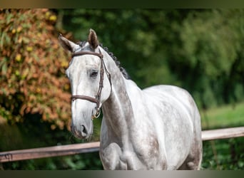 Zangersheide, Wałach, 6 lat, 172 cm, Siwa