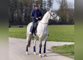 Zangersheide, Wałach, 8 lat, 170 cm, Siwa jabłkowita