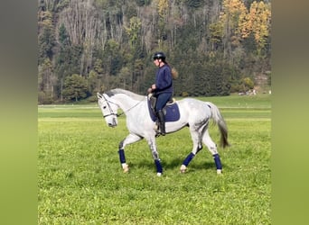 Zangersheide, Wałach, 8 lat, 170 cm, Siwa jabłkowita