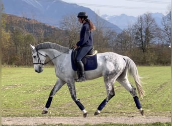 Zangersheide, Wałach, 8 lat, 170 cm, Siwa jabłkowita