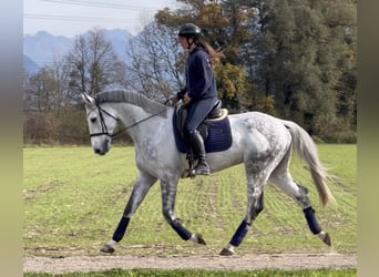 Zangersheide, Wałach, 8 lat, 170 cm, Siwa jabłkowita