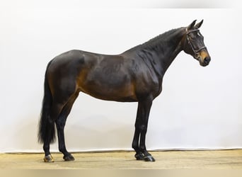 Zangersheide, Yegua, 12 años, 167 cm, Negro