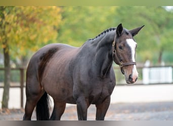 Zangersheide, Yegua, 13 años, 167 cm, Castaño