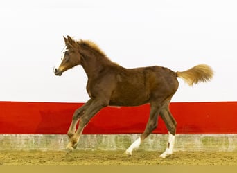 Zangersheide, Yegua, 1 año, 139 cm