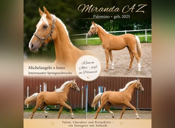 Zangersheide, Yegua, 1 año, 167 cm, Palomino