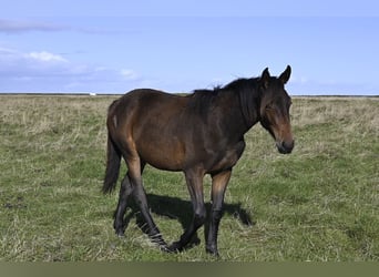 Zangersheide, Yegua, 1 año, Castaño