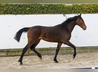 Zangersheide, Yegua, 2 años, 156 cm