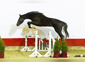 Zangersheide, Yegua, 2 años, 167 cm, Castaño