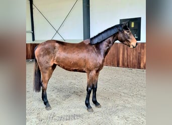 Zangersheide, Yegua, 2 años