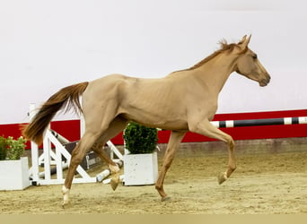 Zangersheide, Yegua, 3 años, 153 cm, Alazán-tostado