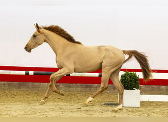 Zangersheide, Yegua, 3 años, 153 cm, Alazán-tostado