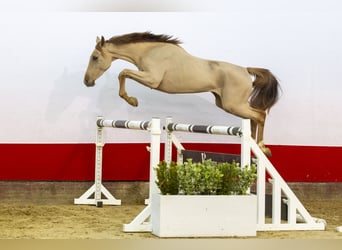 Zangersheide, Yegua, 3 años, 153 cm, Alazán-tostado