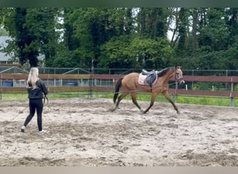 Zangersheide, Yegua, 3 años, 154 cm, Buckskin/Bayo