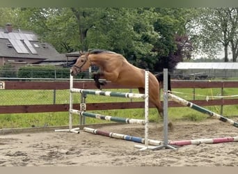 Zangersheide, Yegua, 3 años, 154 cm, Buckskin/Bayo