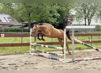 Zangersheide, Yegua, 3 años, 154 cm, Buckskin/Bayo