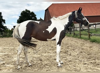 Zangersheide, Yegua, 3 años, 157 cm, Pío