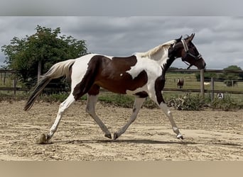 Zangersheide, Yegua, 3 años, 157 cm, Pío