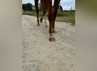 Zangersheide, Yegua, 3 años, 160 cm, Alazán