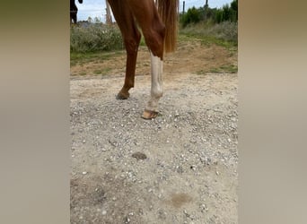 Zangersheide, Yegua, 3 años, 160 cm, Alazán