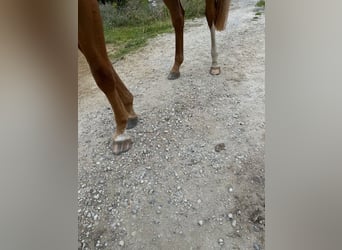 Zangersheide, Yegua, 3 años, 160 cm, Alazán