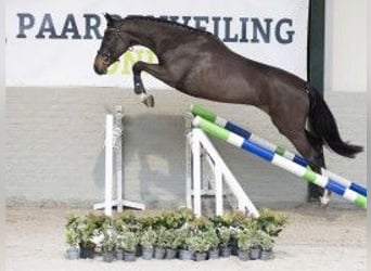 Zangersheide, Yegua, 3 años, 160 cm, Castaño oscuro