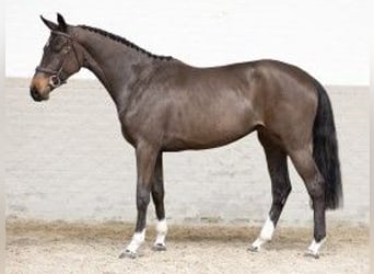 Zangersheide, Yegua, 3 años, 160 cm, Castaño oscuro