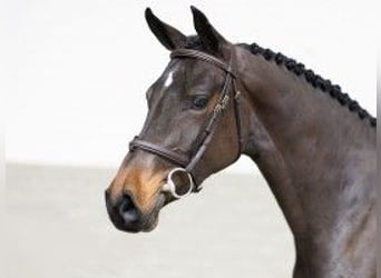 Zangersheide, Yegua, 3 años, 160 cm, Castaño oscuro