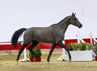 Zangersheide, Yegua, 3 años, 160 cm, Negro