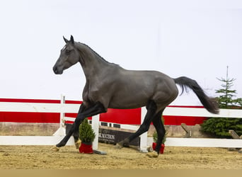 Zangersheide, Yegua, 3 años, 160 cm, Negro