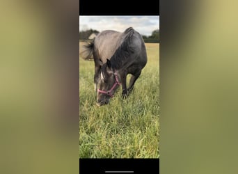 Zangersheide, Yegua, 3 años, 160 cm, Tordo