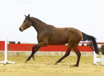 Zangersheide, Yegua, 3 años, 162 cm