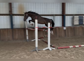 Zangersheide, Yegua, 3 años, 163 cm