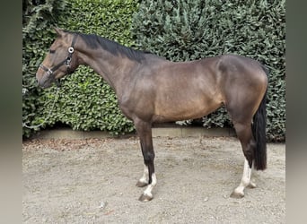 Zangersheide, Yegua, 3 años, 163 cm