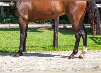 Zangersheide, Yegua, 3 años, 163 cm, Castaño