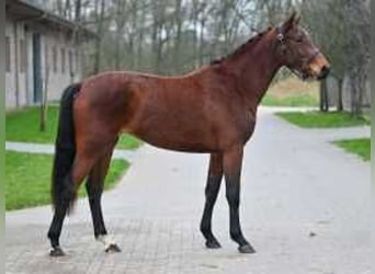 Zangersheide, Yegua, 3 años, 164 cm, Castaño oscuro