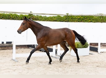 Zangersheide, Yegua, 3 años, 164 cm, Castaño oscuro