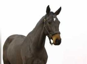 Zangersheide, Yegua, 3 años, 164 cm, Castaño oscuro