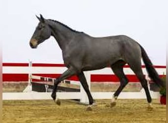 Zangersheide, Yegua, 3 años, 164 cm, Castaño oscuro