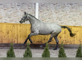 Zangersheide, Yegua, 3 años, 164 cm, Tordo