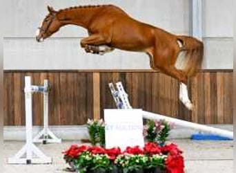 Zangersheide, Yegua, 3 años, 165 cm, Alazán-tostado