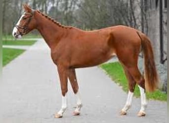 Zangersheide, Yegua, 3 años, 165 cm, Alazán-tostado