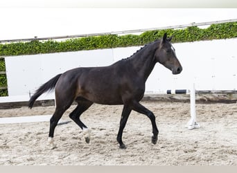 Zangersheide, Yegua, 3 años, 165 cm, Castaño oscuro
