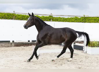 Zangersheide, Yegua, 3 años, 165 cm, Castaño oscuro