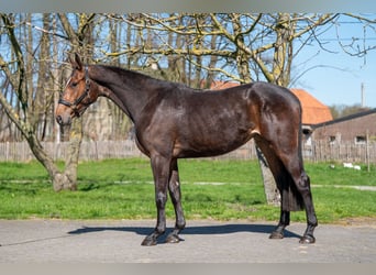 Zangersheide, Yegua, 3 años, 167 cm