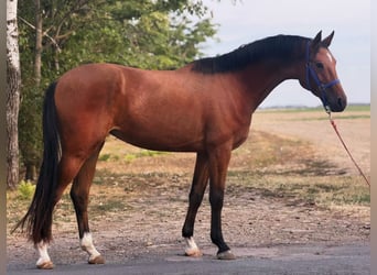 Zangersheide, Yegua, 3 años, 169 cm, Castaño